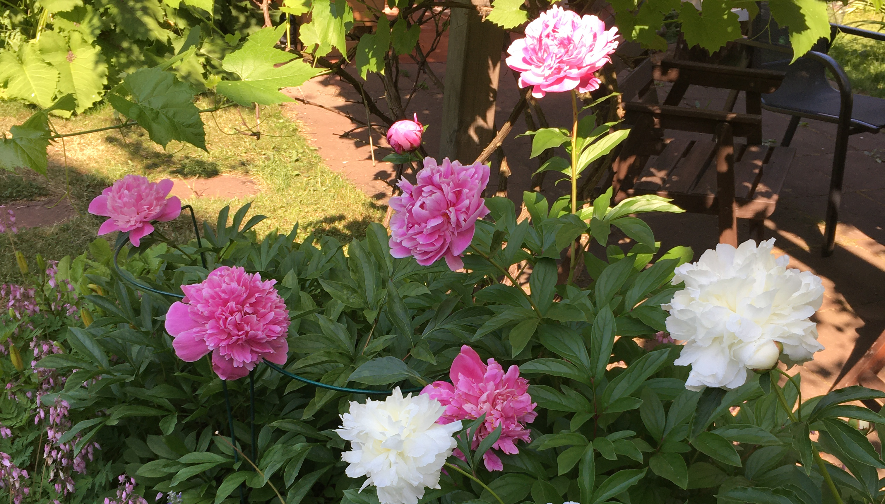 Stadinkoillisten oma edustaja valtuustoon